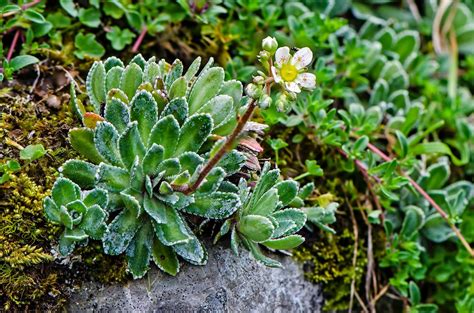 Saxifraga paniculata Mill. | Plants of the World Online | Kew Science