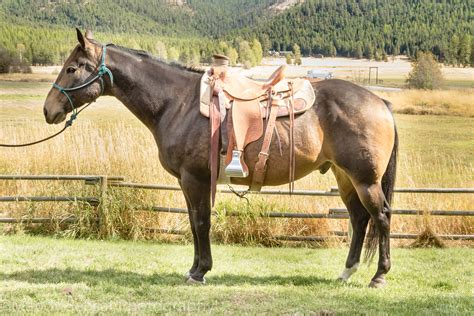 Ranch Horses At Work