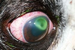 47 Best Pictures Corneal Ulcer Cat Debridement - Cornea: debridement and grid keratotomy ...