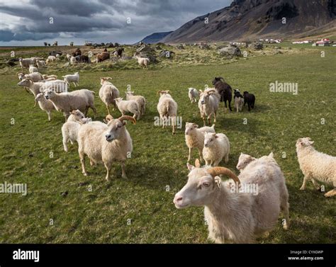 Sheep farming, Eastern Iceland Stock Photo - Alamy