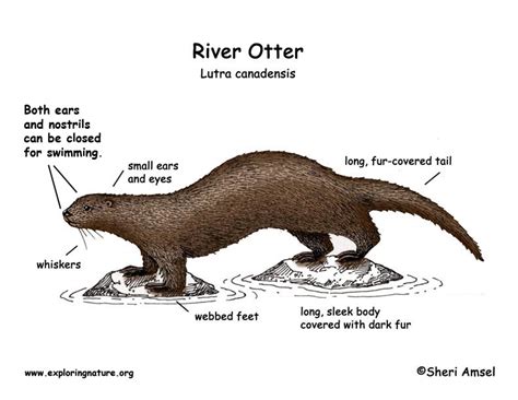 Otter (River)