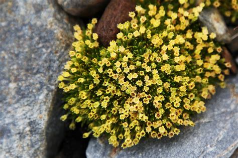 Pearlwort. One of only two flowering plants have been able to survive on Antarctica. : r/pics