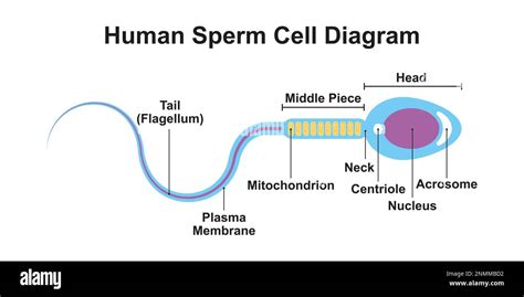 Human sperm cell diagram, illustration Stock Photo - Alamy