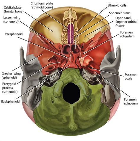 Anatomy Of Anterior Cranial Fossa Youtube | Porn Sex Picture