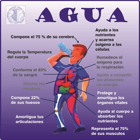 El Agua Y Su Importancia Funciones Del Agua En Los Seres Vivos | Hot ...