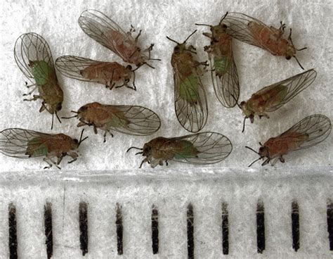 How to get rid of a large house flies infestation in your home - Home ...