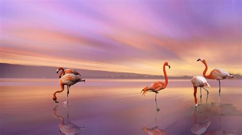 Beach Flamingo Background Wallpaper 61172 - Baltana