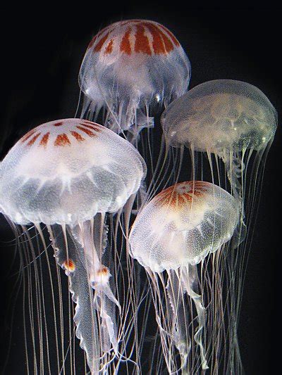 Atlantic Sea Nettle | Online Learning Center | Aquarium of the Pacific