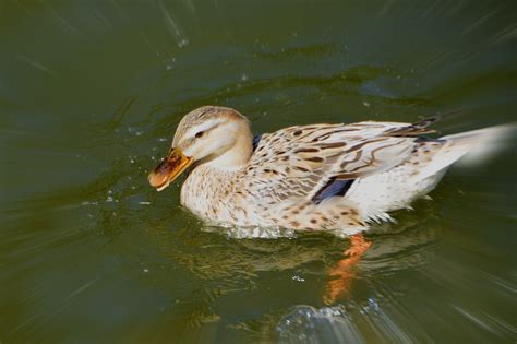 Duck Mallard Plumage - Free photo on Pixabay - Pixabay