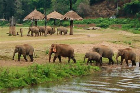 Chiang Mai Elephant Nature Park - Suma - Explore Asia