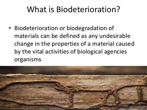 Biodeterioration of wood