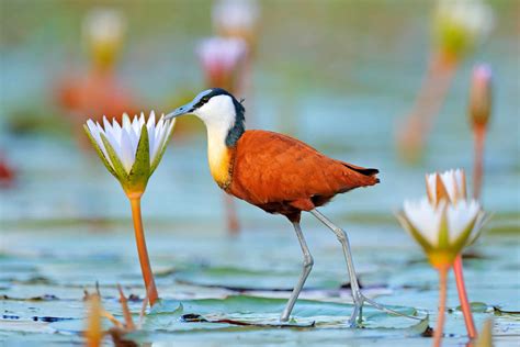 African Jacana - A-Z Animals