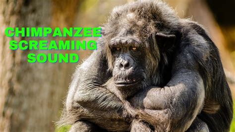 chimpanzee screaming sound | chimpanzee screaming sound effect - YouTube