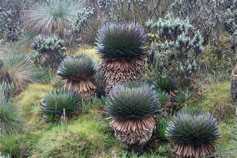 Australian Desert Plants - Plants BG