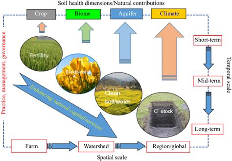 Soil functions and ecosystem services showing the link between soil ...