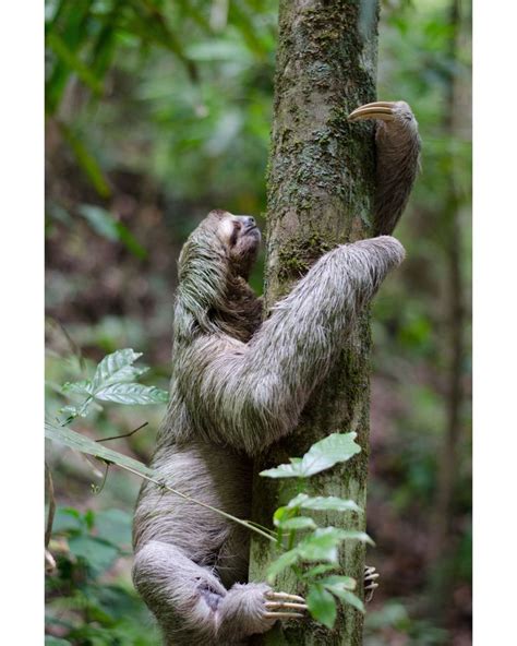 A beautiful sloth leisurely making its way up a moss-covered tree ...