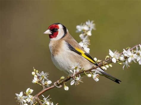 18 Birds That Can Camouflage Really Well - Sonoma Birding