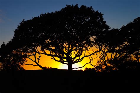 Oak Tree Sunset | Skies And Sunsets | Photography By Martin Eager | Runic Design