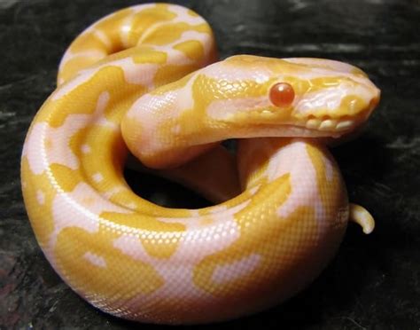 Albino Ball Python Morph Care, Diet, & Habitat Setup for New Owners