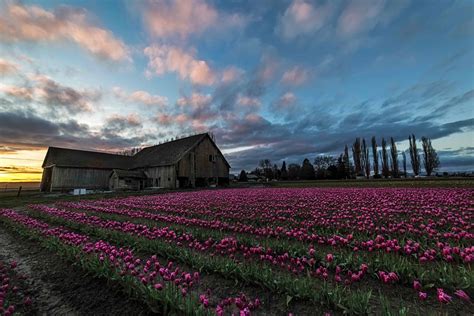 Skagit Valley Tulips, Sky and Barn | North Western Images - photos by Andy Porter