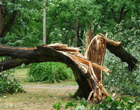 Emergency Tree Service & Storm Damage | Hometown Tree Experts