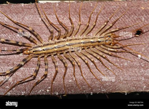 House Centipede Stock Photo: 17523362 - Alamy