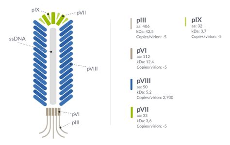 Phage display & antibody library screening services - ProteoGenix