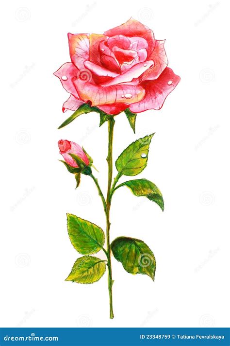 Pink Rose. Watercolor Painting. Royalty Free Stock Images - Image: 23348759