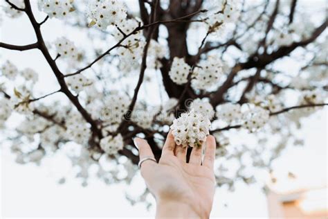 Hand picking flowers stock image. Image of wildlife, caucasian - 2816107