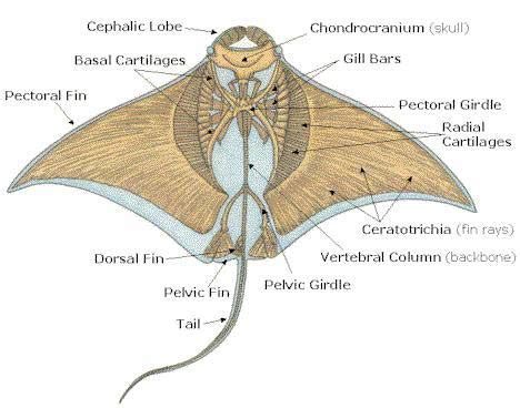 Klasifikasi dan Morfologi Ikan Pari (the Rays) - GO-PERIKANAN