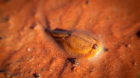 Three-eyed 'dinosaur shrimp' emerge by the hundreds from Arizona desert | TechRadar