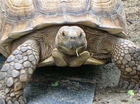 Rules of the Jungle: The African Spurred Tortoise