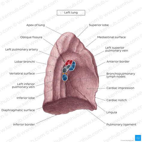 Hilum of the lung: Anatomy and clinical aspects | Kenhub