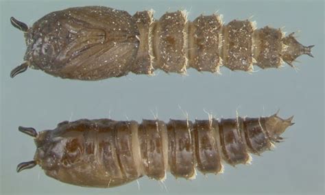 What Does Drain Fly Larvae Look Like - Best Drain Photos Primagem.Org