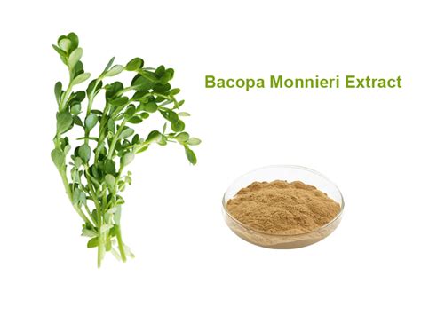 Bacopa Monnieri Extract – Bring purity nootropic from origin