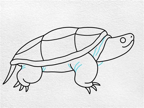 Snapping Turtle Drawing - HelloArtsy