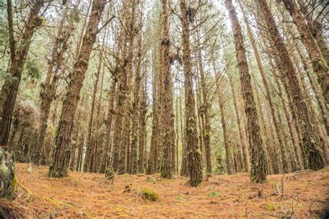 Tall Trees in a Forest · Free Stock Photo