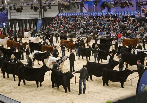 Does show ring reflect ‘real’ cattle industry? | The Western Producer