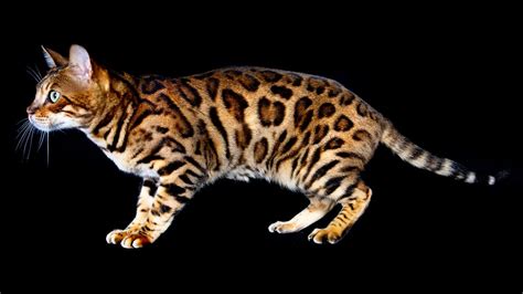 Bengal Cats Are Mini Leopard Hybrid Housecats | HowStuffWorks