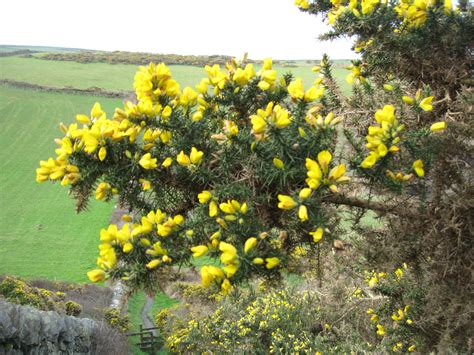 Gorse | Plant-Lore