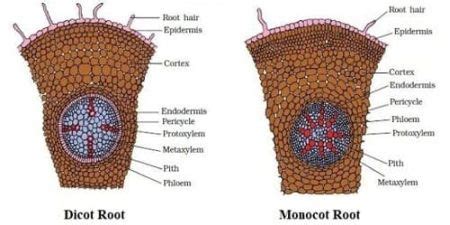 What are the notable differences between the monocot and dicot root ...