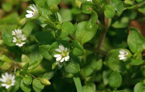 Common Lawn Weeds Chickweed