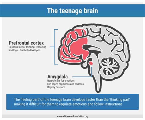 The Teenage Brain – Telegraph