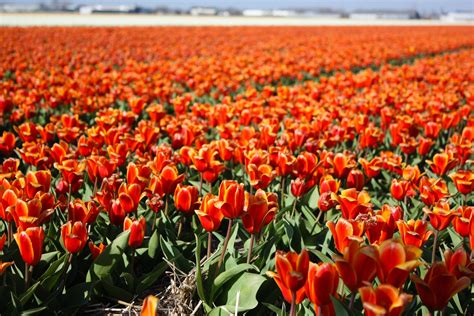 tulip, Fields, Tulips, Field, Flower, Flowers Wallpapers HD / Desktop ...