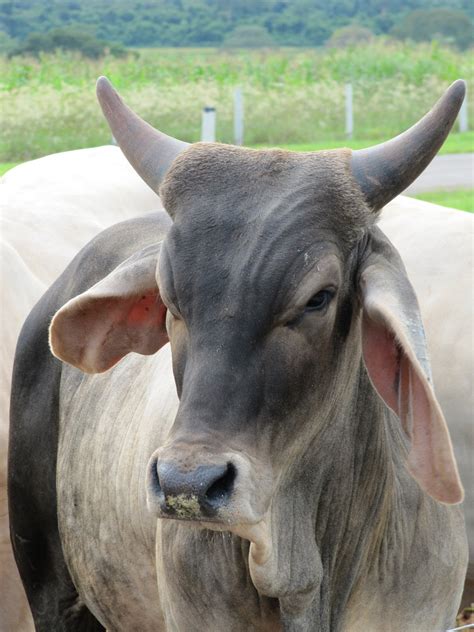 Planes Grains & Animals: Indian Zebu