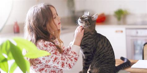 Cat Seizures: Symptoms & Treatment | Purina US