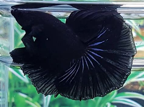 Black Orchid Rainbow Betta Fish - drtjmcffggh2