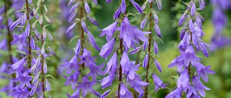 9 Extraordinary Facts About Campanula - Facts.net