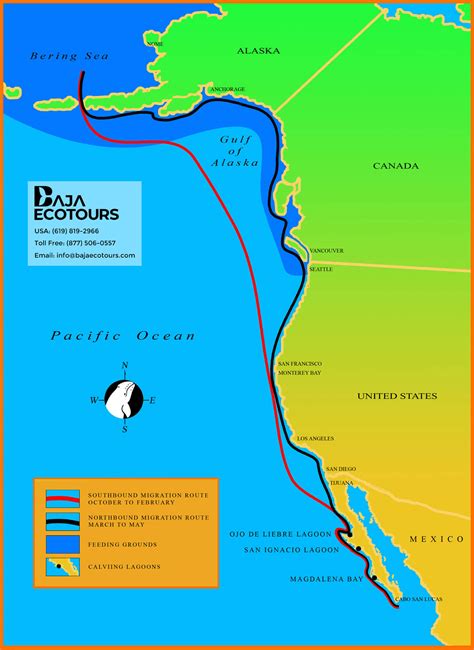 Map of the Gray Whale Migration - Baja Ecotours