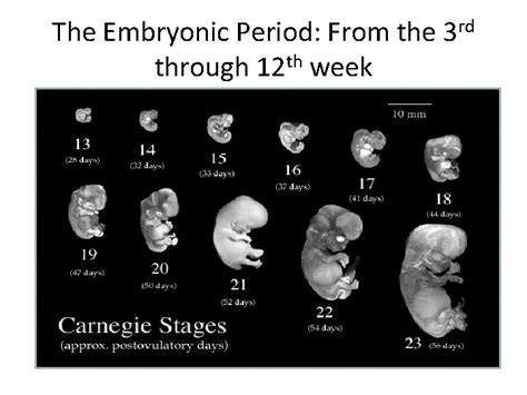 Prenatal Stages of Development OBJECTIVES You will be